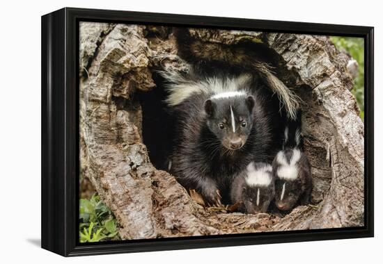 Baby Skunks and adult female mother, Mephitidae, Minnesota-Adam Jones-Framed Premier Image Canvas