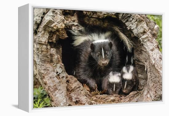 Baby Skunks and adult female mother, Mephitidae, Minnesota-Adam Jones-Framed Premier Image Canvas