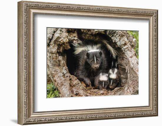 Baby Skunks and adult female mother, Mephitidae, Minnesota-Adam Jones-Framed Photographic Print