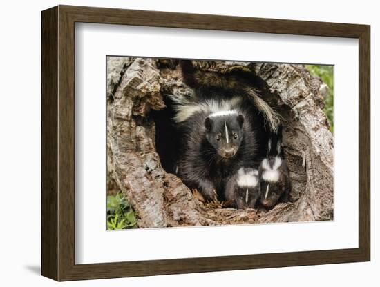 Baby Skunks and adult female mother, Mephitidae, Minnesota-Adam Jones-Framed Photographic Print