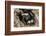 Baby Skunks and adult female mother, Mephitidae, Minnesota-Adam Jones-Framed Photographic Print