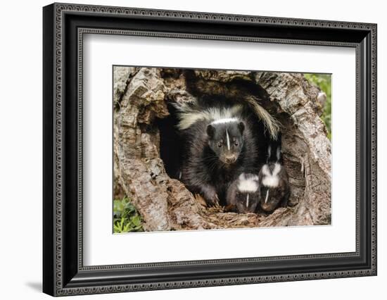 Baby Skunks and adult female mother, Mephitidae, Minnesota-Adam Jones-Framed Photographic Print