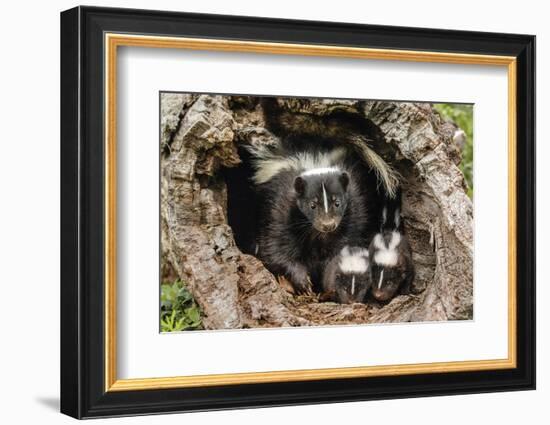 Baby Skunks and adult female mother, Mephitidae, Minnesota-Adam Jones-Framed Photographic Print