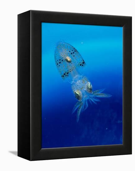 Baby Squid-null-Framed Premier Image Canvas