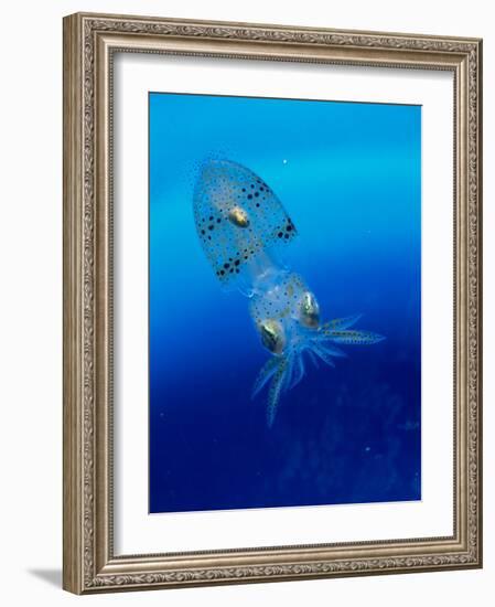 Baby Squid-null-Framed Photographic Print