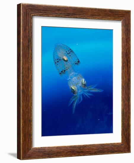 Baby Squid-null-Framed Photographic Print