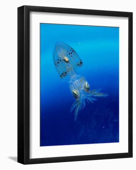 Baby Squid-null-Framed Photographic Print