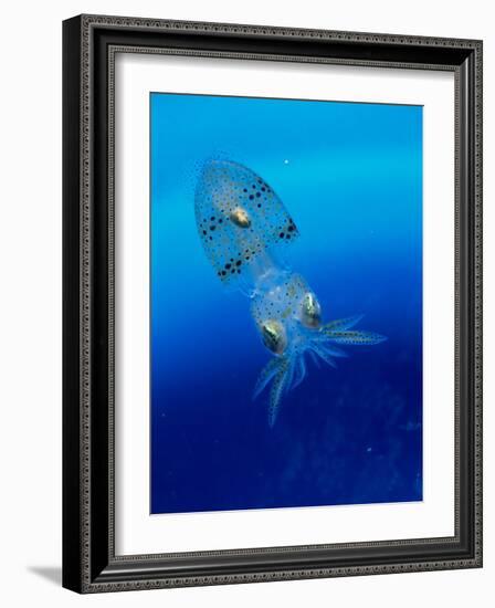 Baby Squid-null-Framed Photographic Print