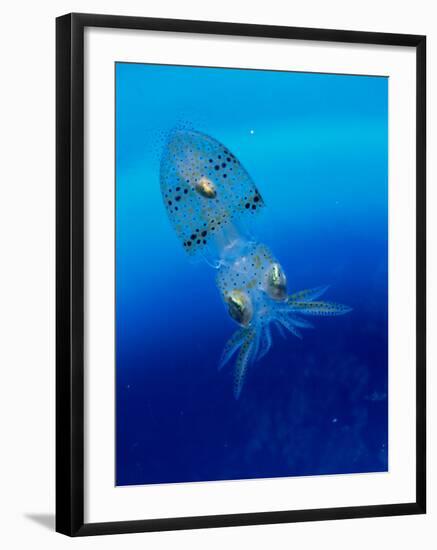 Baby Squid-null-Framed Photographic Print