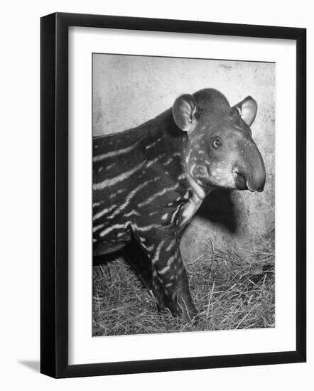 Baby Tapir-Cornell Capa-Framed Photographic Print