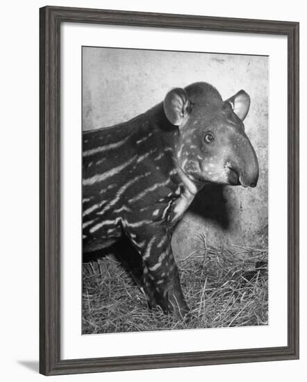 Baby Tapir-Cornell Capa-Framed Photographic Print