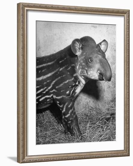 Baby Tapir-Cornell Capa-Framed Photographic Print