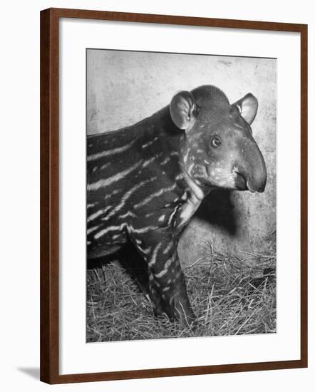 Baby Tapir-Cornell Capa-Framed Photographic Print