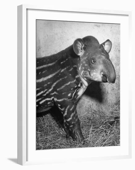 Baby Tapir-Cornell Capa-Framed Photographic Print