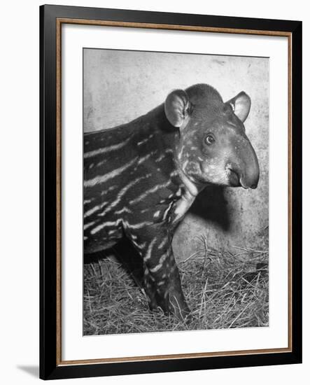 Baby Tapir-Cornell Capa-Framed Photographic Print