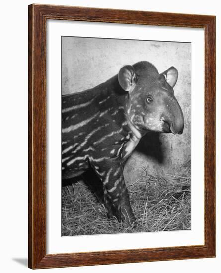 Baby Tapir-Cornell Capa-Framed Photographic Print