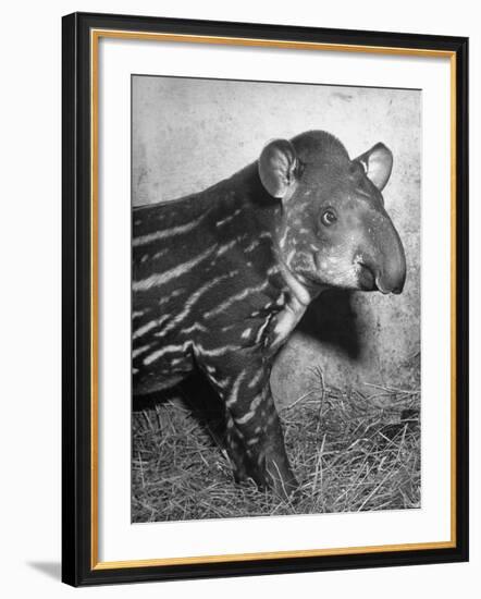 Baby Tapir-Cornell Capa-Framed Photographic Print