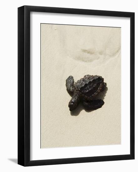 Baby Turtle on Beach, Santa Maria, Sal (Salt), Cape Verde Islands, Africa-R H Productions-Framed Photographic Print