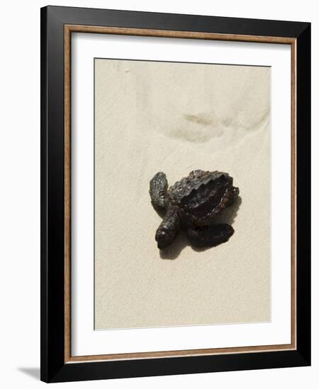 Baby Turtle on Beach, Santa Maria, Sal (Salt), Cape Verde Islands, Africa-R H Productions-Framed Photographic Print