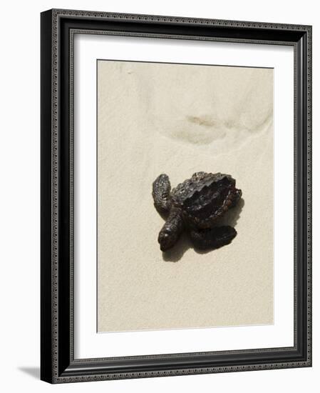 Baby Turtle on Beach, Santa Maria, Sal (Salt), Cape Verde Islands, Africa-R H Productions-Framed Photographic Print