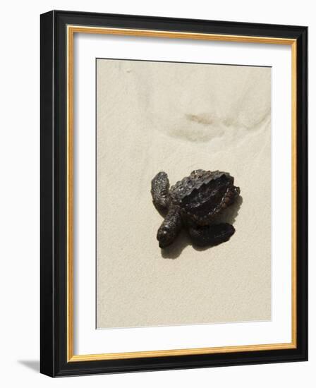 Baby Turtle on Beach, Santa Maria, Sal (Salt), Cape Verde Islands, Africa-R H Productions-Framed Photographic Print