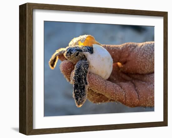 Baby Turtle, Ruta Maya, Mexico-Kenneth Garrett-Framed Photographic Print