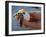 Baby Turtle, Ruta Maya, Mexico-Kenneth Garrett-Framed Photographic Print