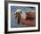 Baby Turtle, Ruta Maya, Mexico-Kenneth Garrett-Framed Photographic Print