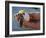 Baby Turtle, Ruta Maya, Mexico-Kenneth Garrett-Framed Photographic Print