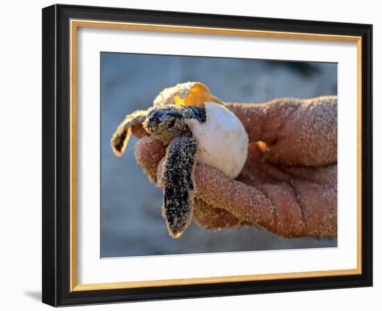 Baby Turtle, Ruta Maya, Mexico-Kenneth Garrett-Framed Photographic Print