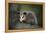 Baby Virginia Opossum on Branch-DLILLC-Framed Premier Image Canvas