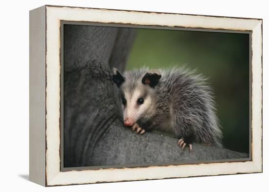 Baby Virginia Opossum on Branch-DLILLC-Framed Premier Image Canvas