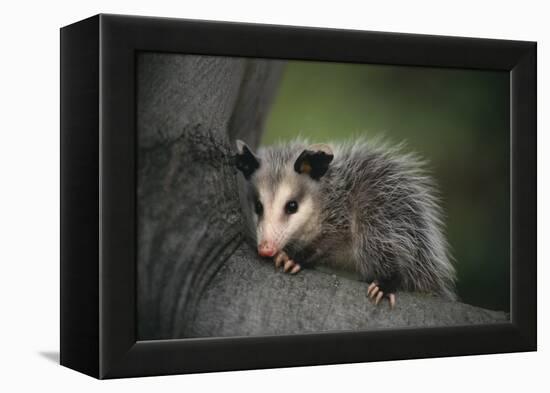 Baby Virginia Opossum on Branch-DLILLC-Framed Premier Image Canvas