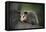 Baby Virginia Opossum on Branch-DLILLC-Framed Premier Image Canvas