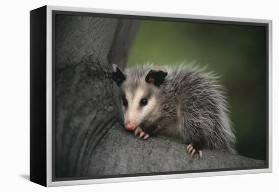 Baby Virginia Opossum on Branch-DLILLC-Framed Premier Image Canvas