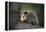 Baby Virginia Opossum on Branch-DLILLC-Framed Premier Image Canvas