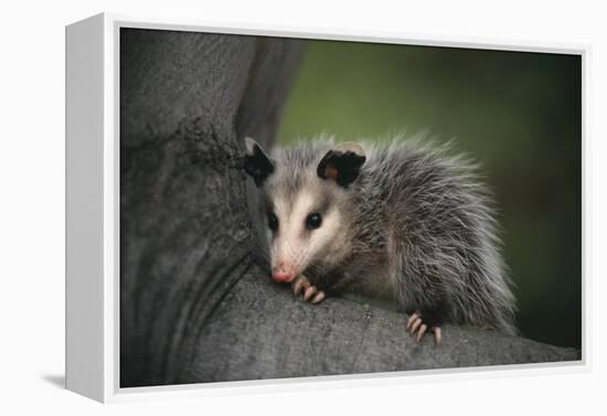 Baby Virginia Opossum on Branch-DLILLC-Framed Premier Image Canvas