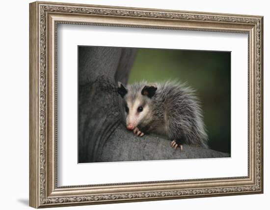 Baby Virginia Opossum on Branch-DLILLC-Framed Photographic Print