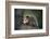 Baby Virginia Opossum on Branch-DLILLC-Framed Photographic Print