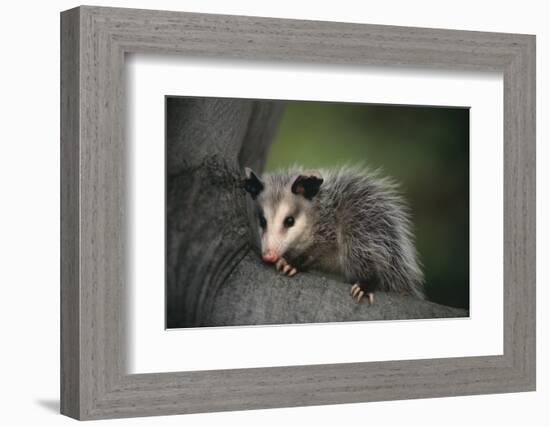 Baby Virginia Opossum on Branch-DLILLC-Framed Photographic Print