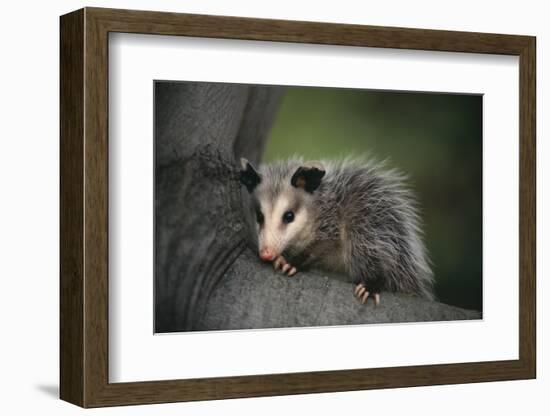 Baby Virginia Opossum on Branch-DLILLC-Framed Photographic Print