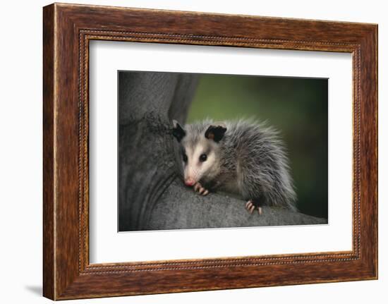 Baby Virginia Opossum on Branch-DLILLC-Framed Photographic Print