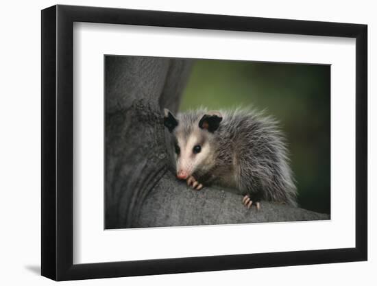 Baby Virginia Opossum on Branch-DLILLC-Framed Photographic Print