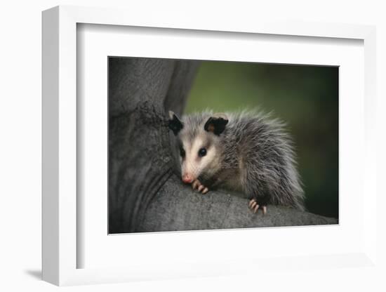 Baby Virginia Opossum on Branch-DLILLC-Framed Photographic Print