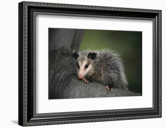 Baby Virginia Opossum on Branch-DLILLC-Framed Photographic Print