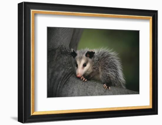 Baby Virginia Opossum on Branch-DLILLC-Framed Photographic Print