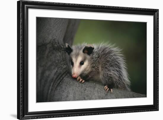 Baby Virginia Opossum on Branch-DLILLC-Framed Photographic Print