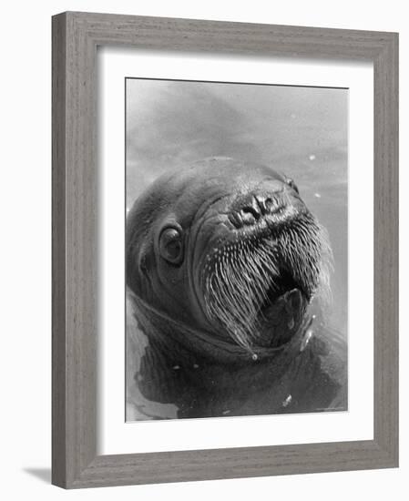 Baby Walrus in Bering Sea-Stan Wayman-Framed Photographic Print