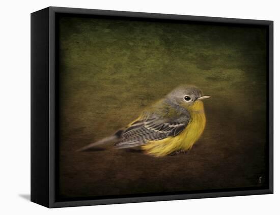 Baby Warbler-Jai Johnson-Framed Premier Image Canvas