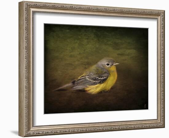 Baby Warbler-Jai Johnson-Framed Giclee Print